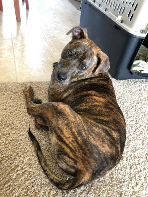 A brown speckled dog lays on the carpet