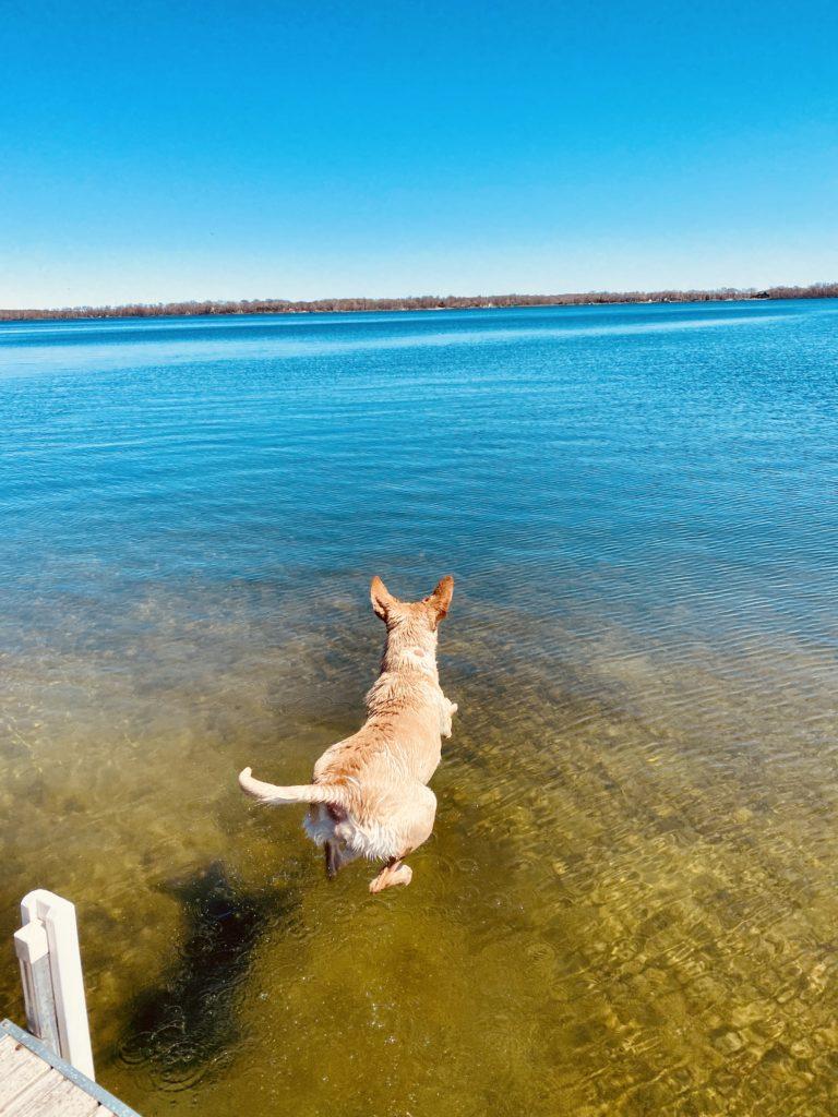 A brown dog is mid-jump, diving into a lake from a dock.