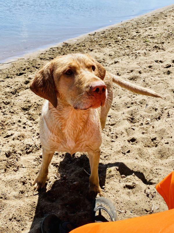 A wet dog stands on a lake shore.