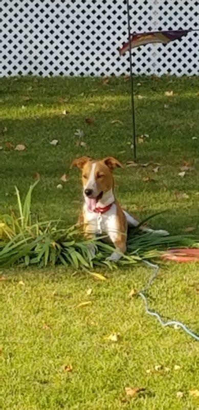 A tan and white dog lays on a bush in a grassy yard