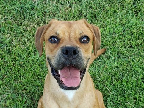 A tan dog sits on the grass and smiles at the camera.