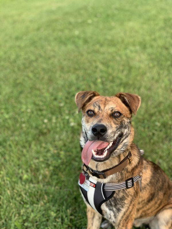 A brown speckled dog sits on the grass with its long tongue sticking out to the side