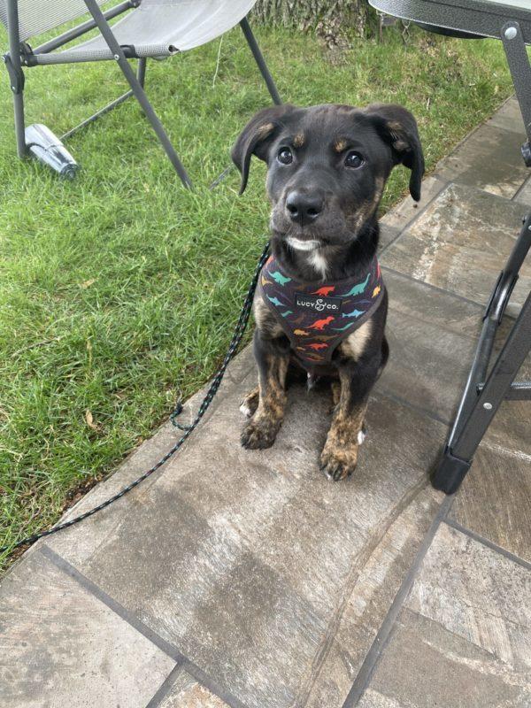 A small black specked dog sits on a patio wearing a dinosaur harness