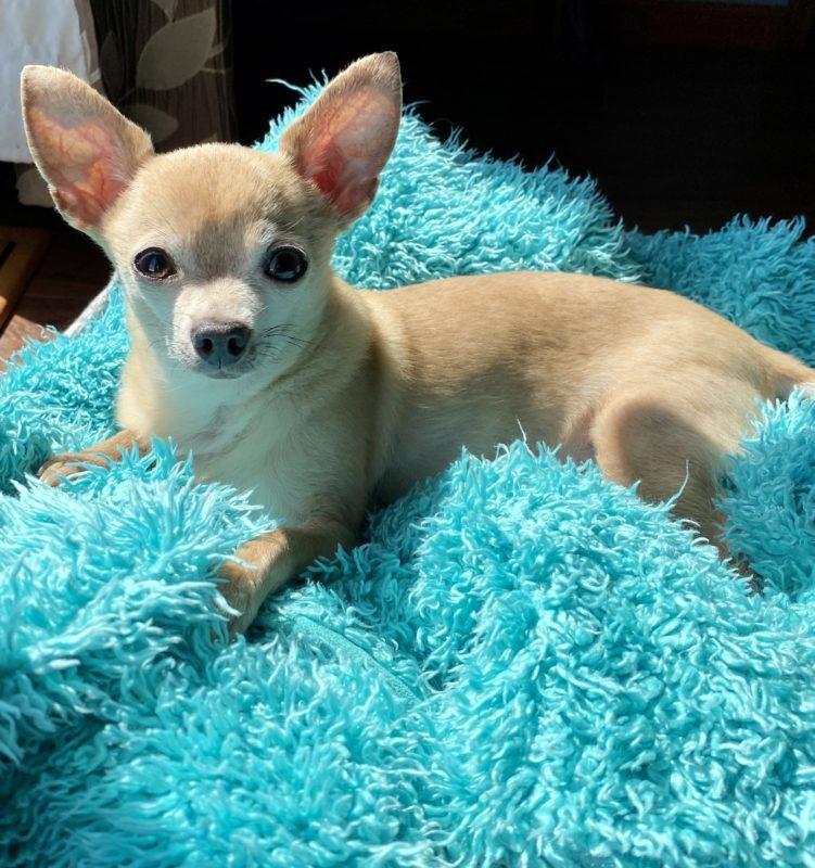 A chihuahua lays on a fluffy bright blue blanket