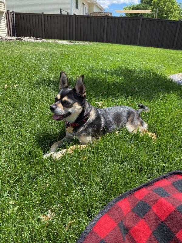 A small black and brown dog with perky ears lays on the grass