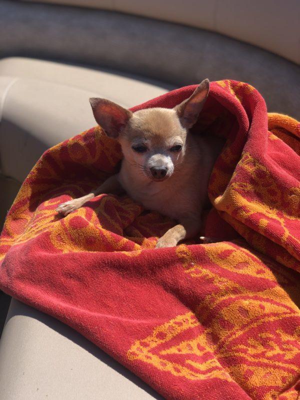 A small chihuahua lays on a red blanket in the sunlight