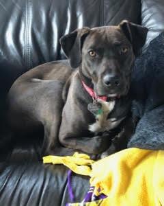 A small black dog lays on a couch.