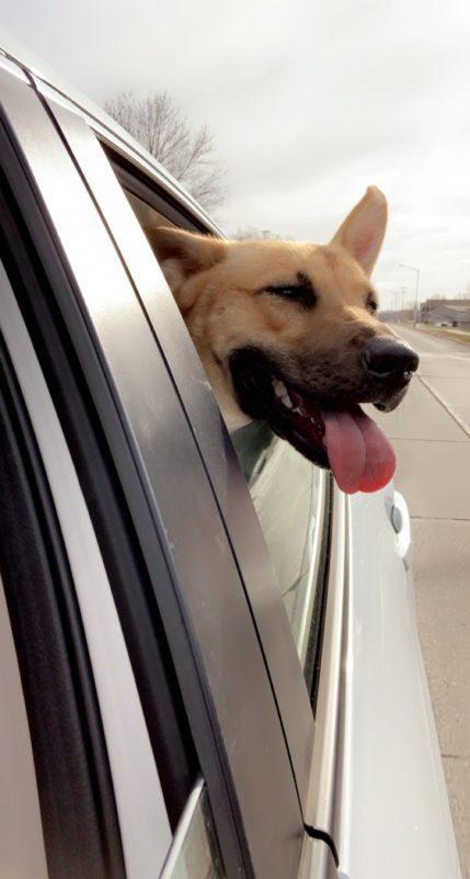 A brown dog with perky ears sticks its head out a car window.