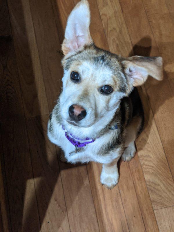 A small brown dog with one perky ear stares up at the camera.