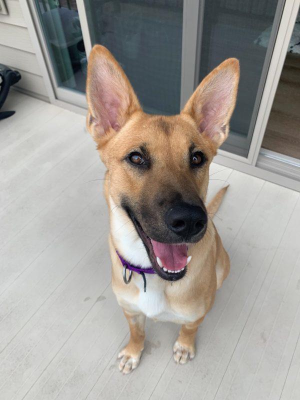 A brown dog with very perky ears standing up smiles at the camera.