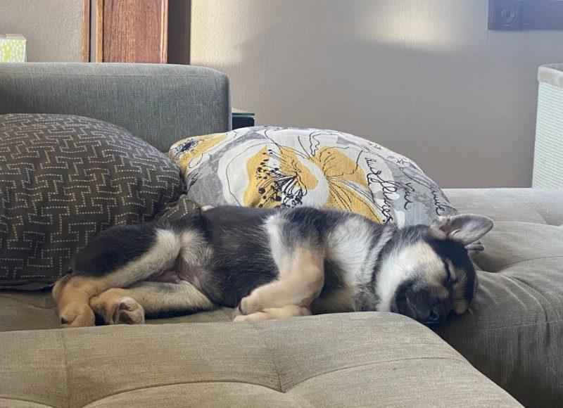 A black, brown, and white puppy naps on a brown couch.