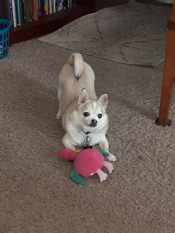 A white chihuahua hunches down on its two front legs with a pink flamingo plush toy.