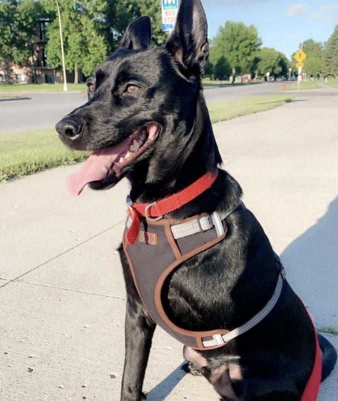 A three-legged black dog has perky ears, a vest, and its tongue out. It is sitting on a sidewalk.