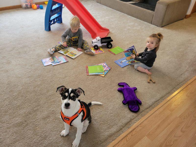 A small black and white puppy wears an orange vest while two toddlers play with a pile of books in the background.