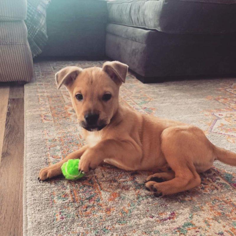 A tiny brown puppy lays with a lime green toy on a rug.