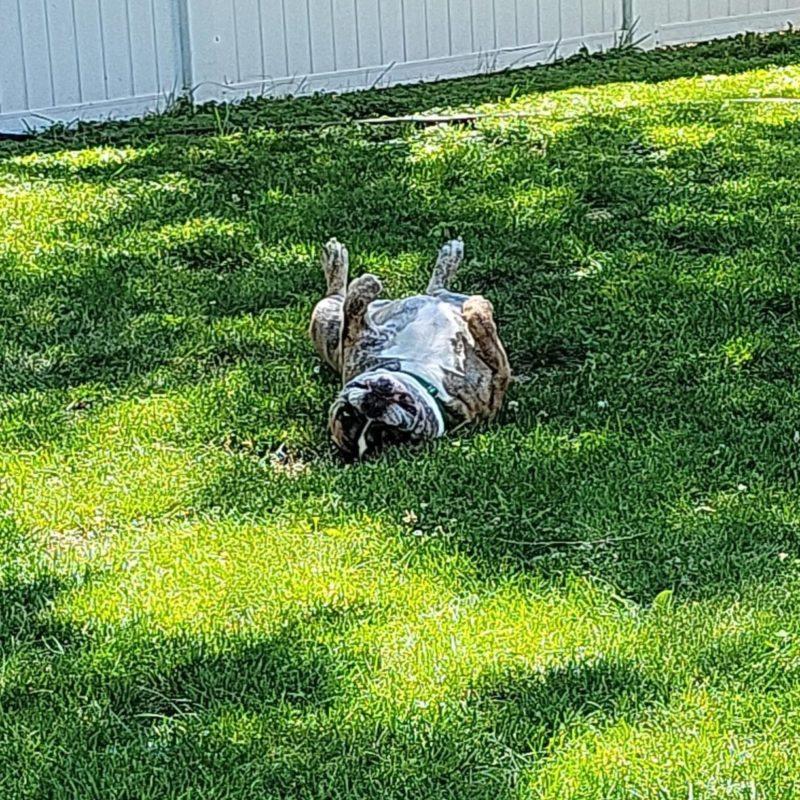 A bulldog lays on its back in a grassy yard.
