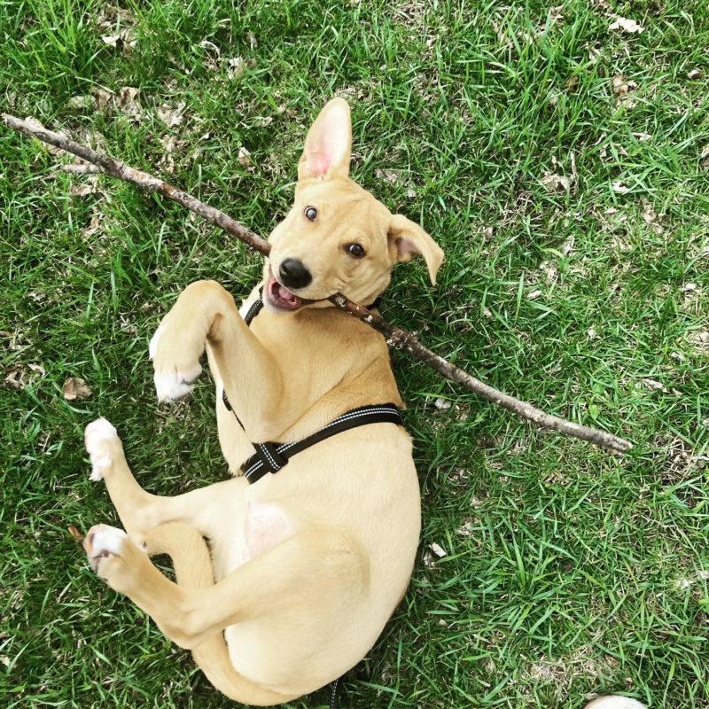 A young tan dog lays on the grass with a huge branch in its mouth.