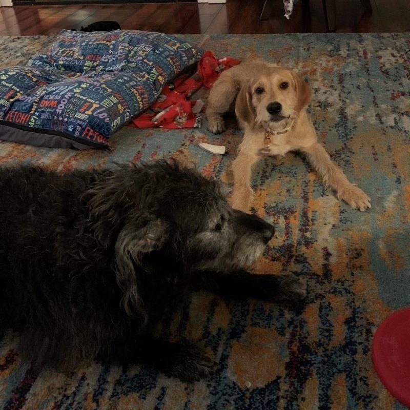 Two shaggy dogs, one black and one tan, lay on a colorful rug.