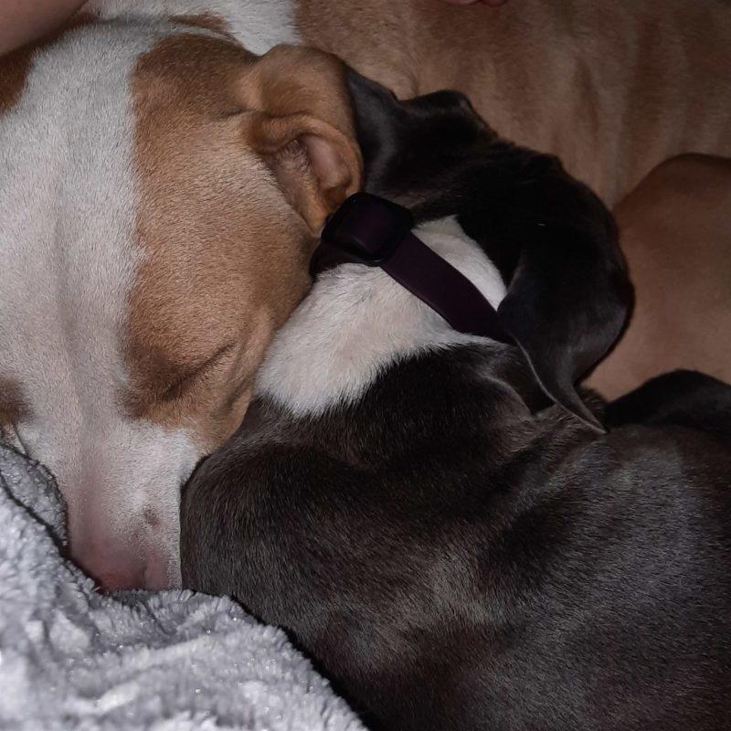 Two dogs cuddle together.