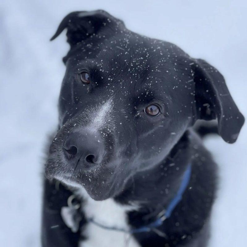 A black and white dog stares up at the camera. Snow speckles his face.