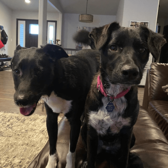 Two black dogs with white fur on their chests