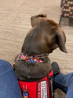 A brown dog wears a Service Dog/Disabled Veteran vest.