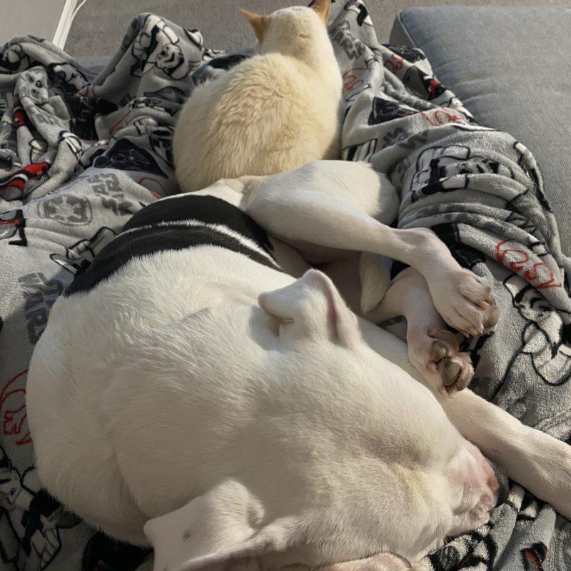 A black and white dog sleeps beside a white cat.