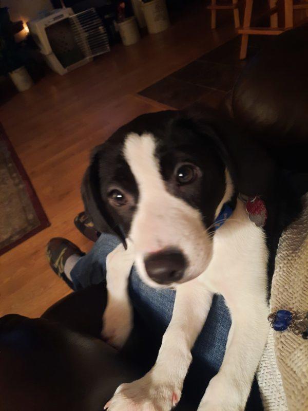 A black and white dog looks up at the camera.