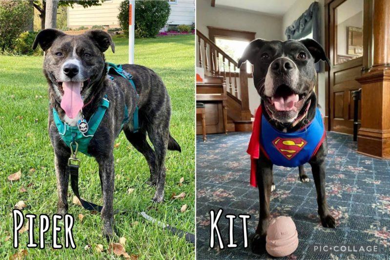 Two side by side pictures of two dark-colored dogs. One wears a teal harness, and the other wears a Superman costume. Text at the bottom says their names are Piper and Kit.
