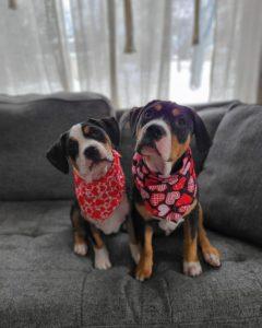 Two multicolor puppies wearing red heart bandanas