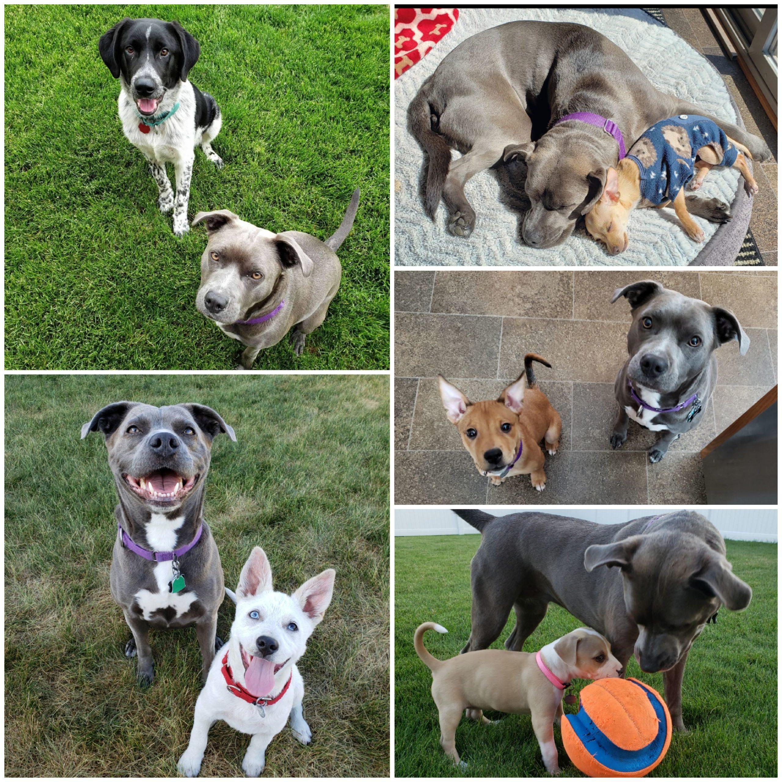 A collage of several dogs looking up at the camera and posing