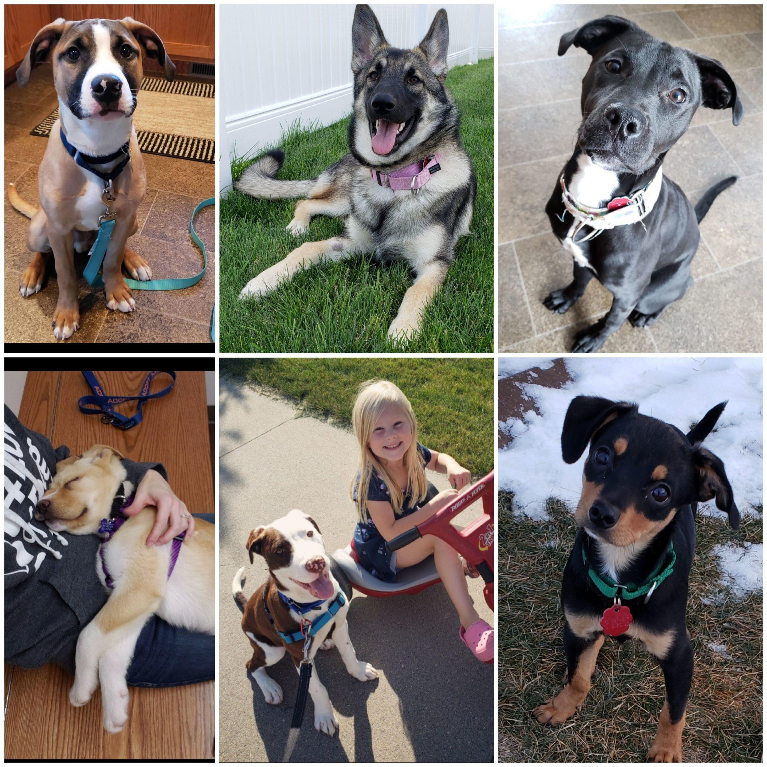 A collage of six different types of dogs, one posing with a little girl and another sleeping on a lap