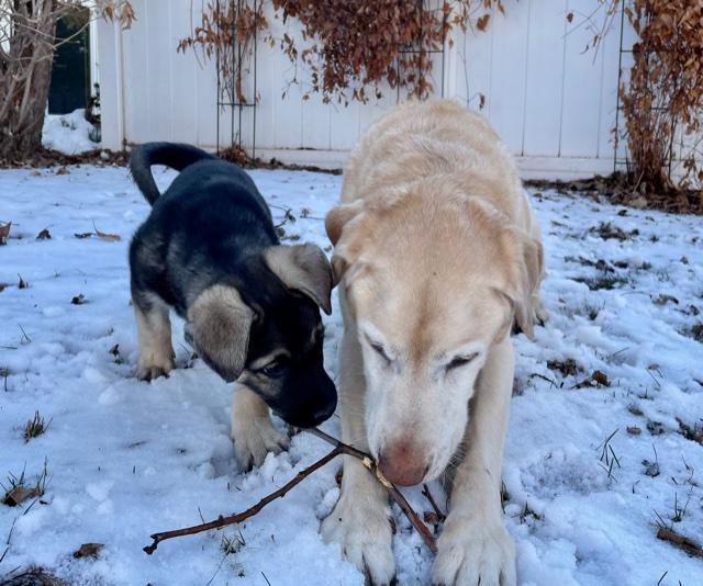 A golden dog and a small black dog chew on the same twig. They are laying in the snow.