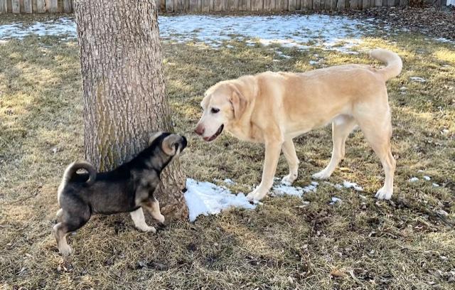 A golden dog and a small black dog bump noses in a backyard.