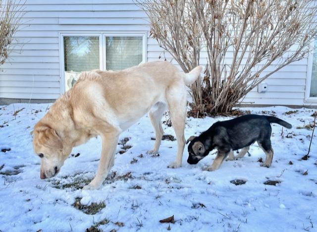 A golden dog and a small black dog sniff the snow.