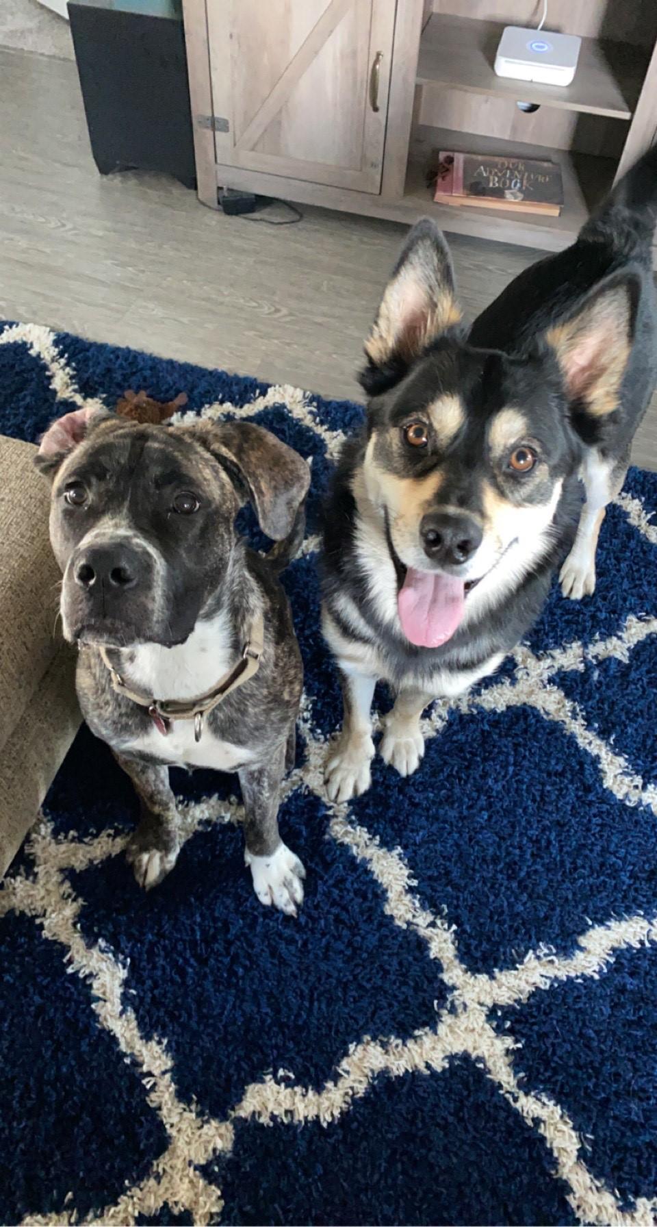 Two brown and black dogs look up at the camera. One is smiling with his ears perked up.