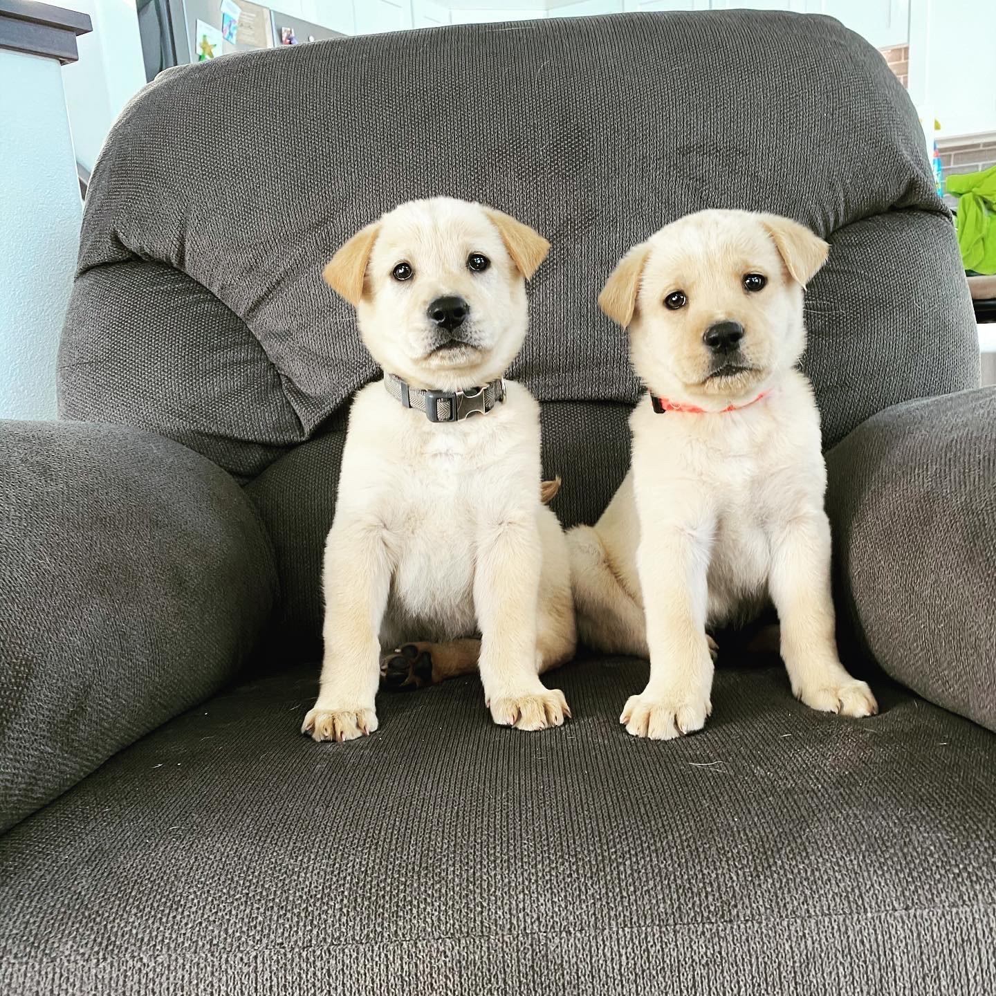 Two golden retriever puppies sit on a recliner.