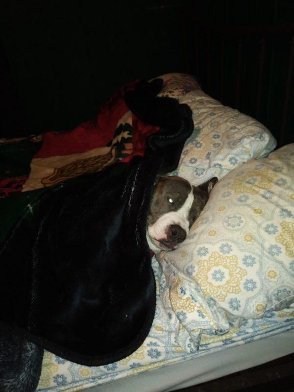 A grey and white dog sleeps in a bed. Her head is on a pillow, and she is under a blanket. A person sleeps in the bed beside her.