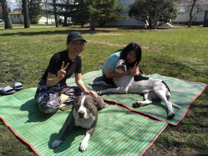 Two dogs lay on a blanket with two children. They are outside on a sunny day.