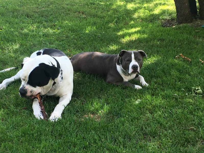Two dogs lay on the grass. One is white with black ears, and the other is grey with white face and paws.
