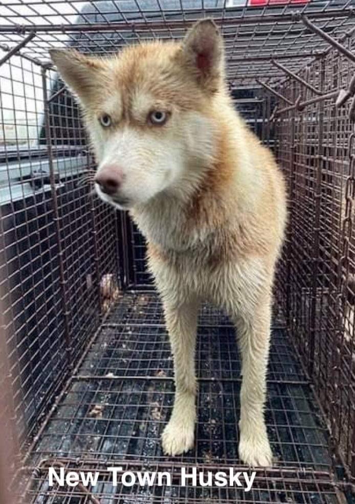 A skinny white husky is obviously dirty and unhealthy, standing in a cage.