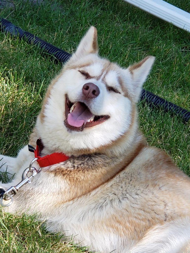 A large white and tan husky smiles while lying in the grass.