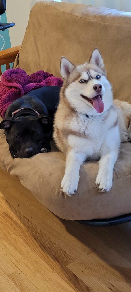 A white and tan husky smiles from a tan sofa.