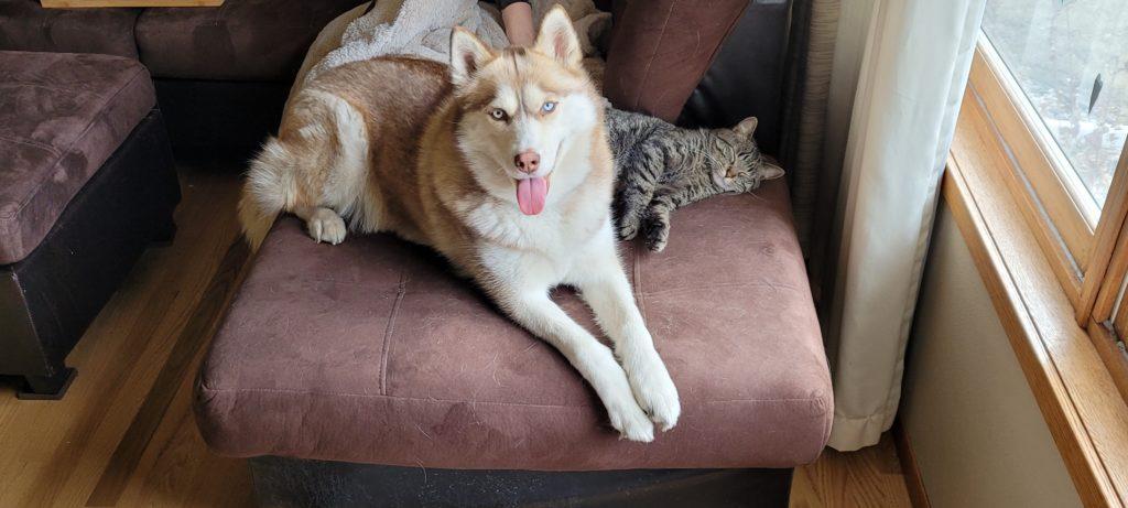 A white and tan husky sticks its tongue out at the camera while smiling. The dog is laying beside a striped brown cat on a chair.