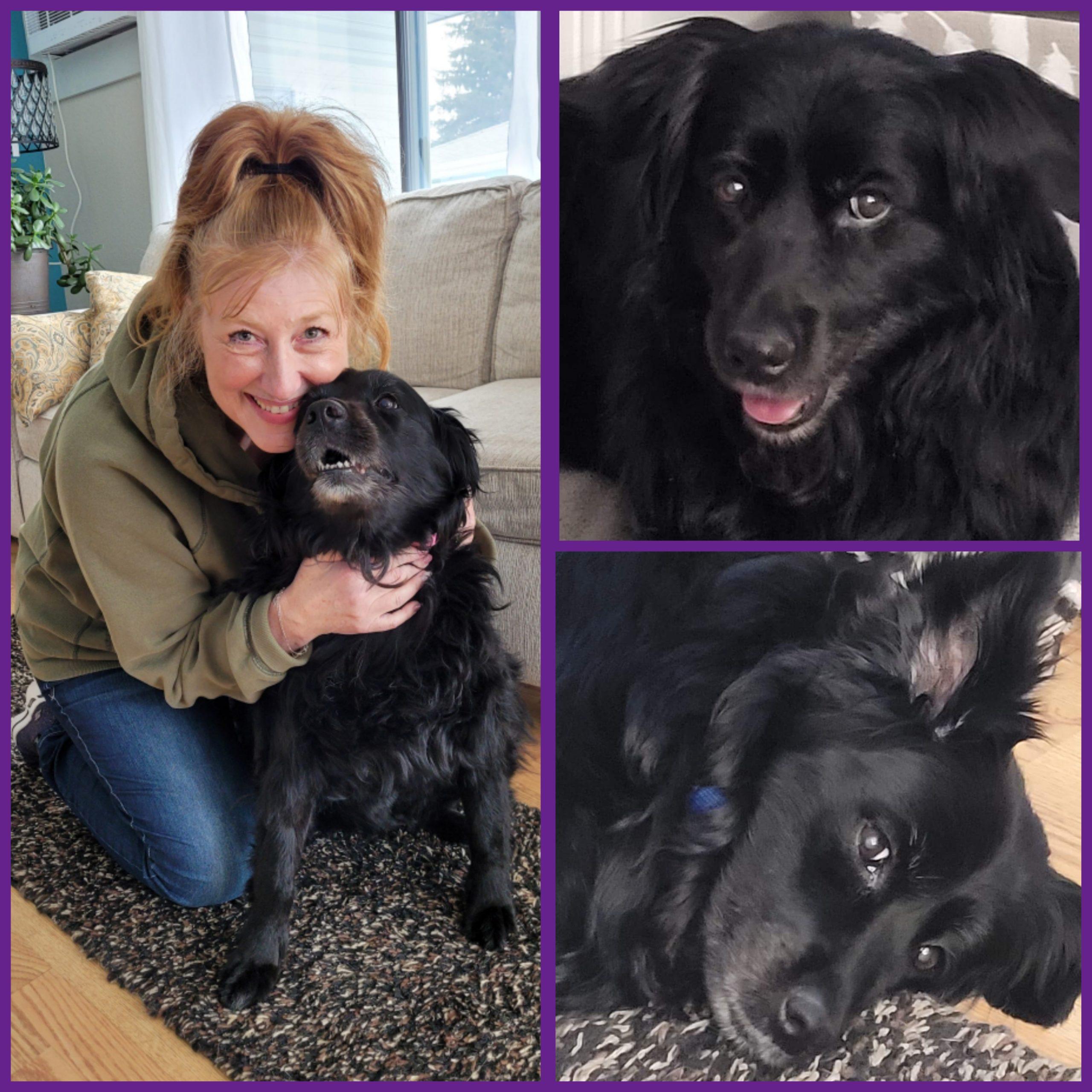 A collage of three pictures of a black dog with perky ears. A woman sits on the floor with the dog, smiling, in one picture.