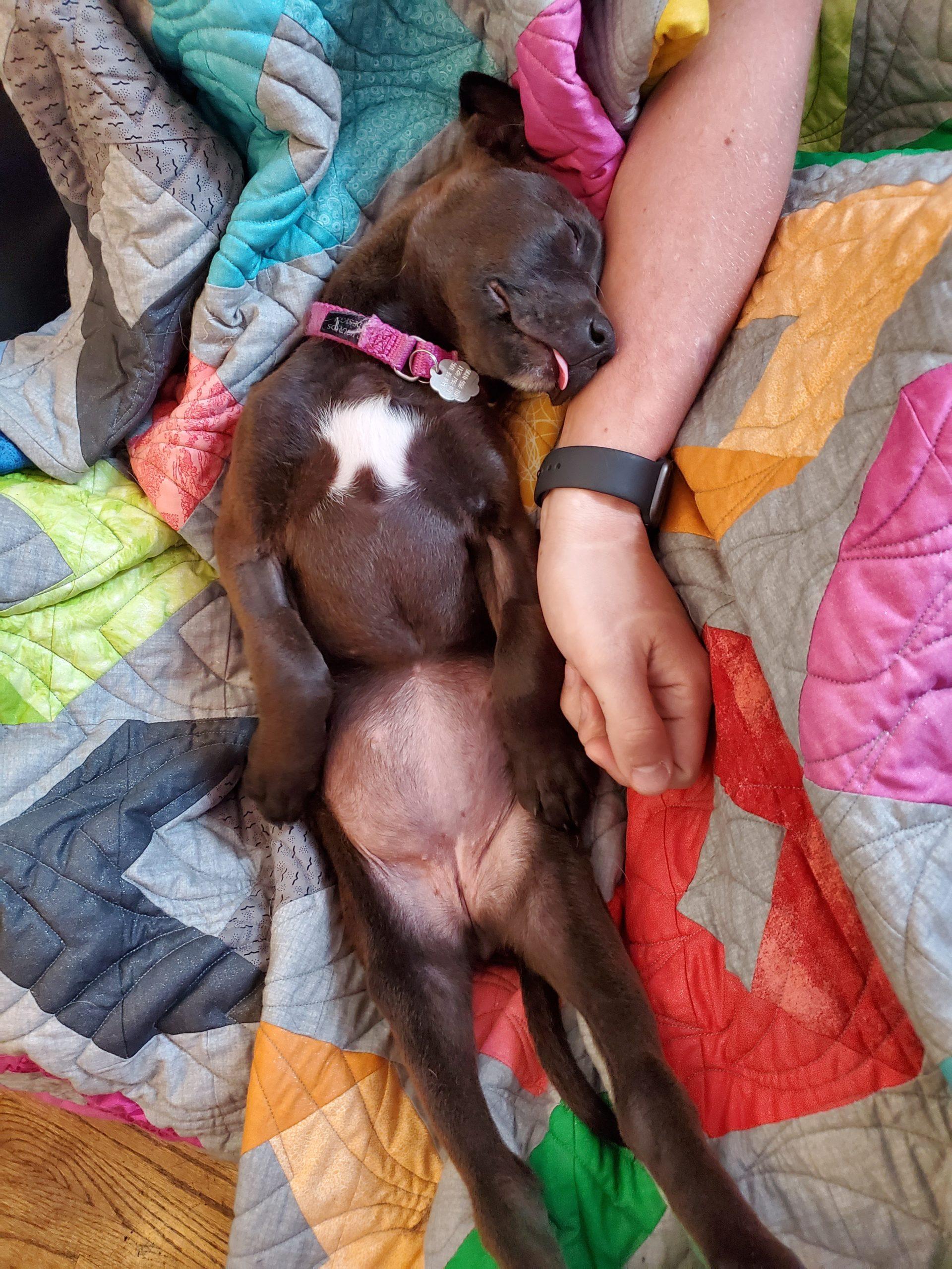 A small brown dog lays on its back on a bright patterned quilt and licks a human's arm.