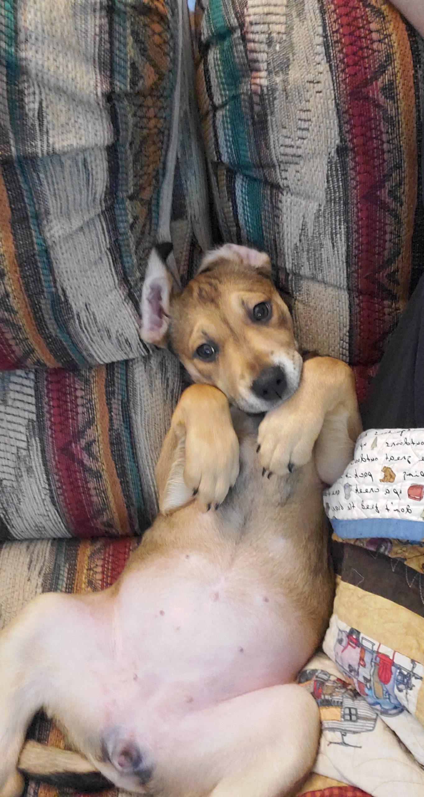A light brown dog lays on its back with its paws up in front of its chest.