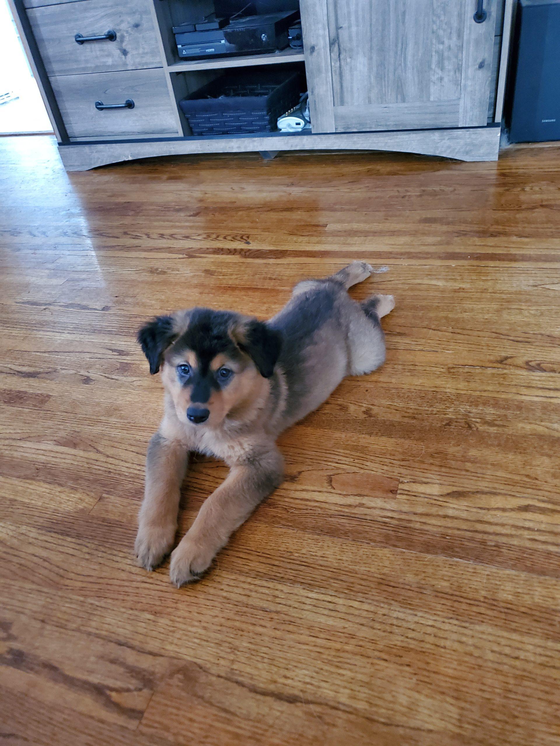 A brown and black dog sprawls across a hardwood floor.