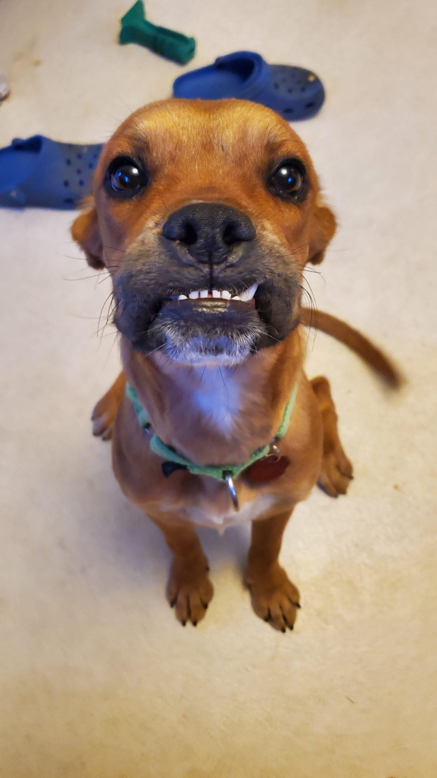 A brown dog stares directly at the camera with a huge toothy mouth.