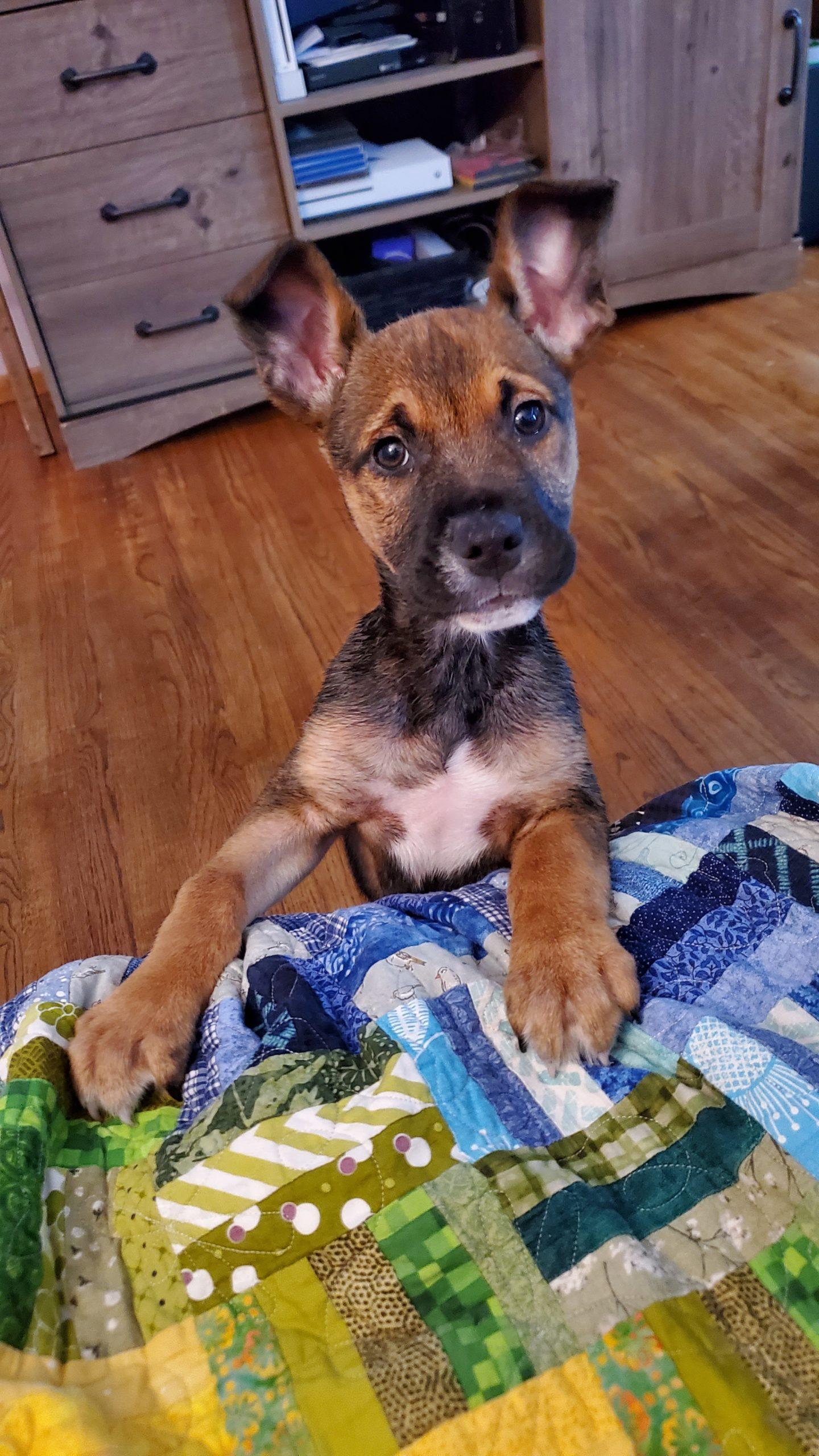 A brown and black dog perches on a colorful quilt with his ears straight up.